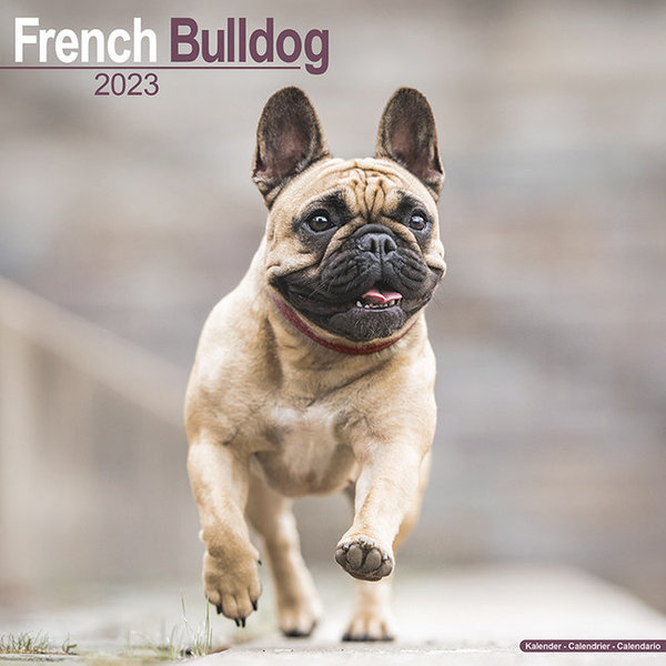 Kalender: Franse Bulldog 2023