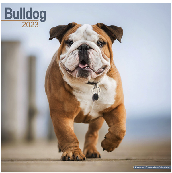 Kalender: Engelse Bulldog 2023